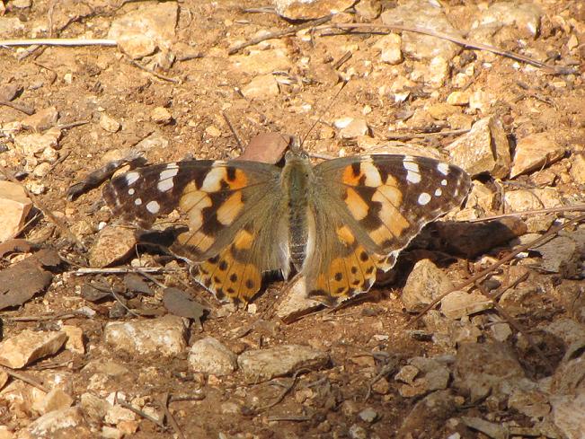 Vanessa cardui? - S